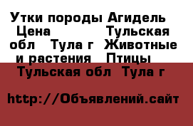 Утки породы Агидель › Цена ­ 5 000 - Тульская обл., Тула г. Животные и растения » Птицы   . Тульская обл.,Тула г.